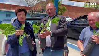 Irati inicia teste com o cultivo de maracujá para diversificar produção frutífera