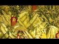 Shiv Katha By Giribapu Jii