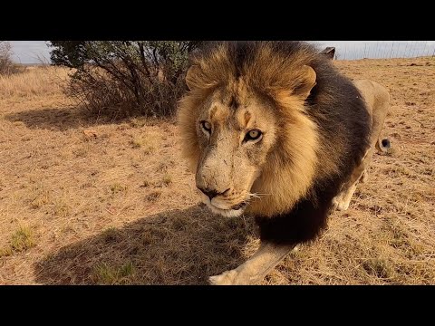 The Real Lion King - Bobcat | The Lion Whisperer