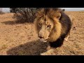The Real Lion King Bobcat The Lion Whisperer