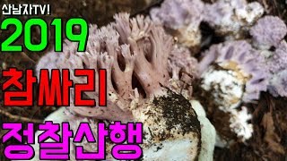 2019 참 싸리 버섯 정찰 산행 참싸리 송이싸리 싸리버섯 산남자 고지대 산행 자연 건강 항암 SOUR MU…