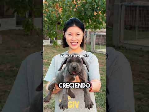 ¡Este Pequeño Cachorro Se Convirtió en un Gigante! 🐶😱