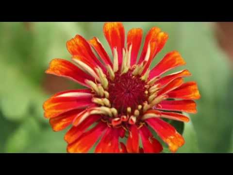 Loving Kindness Meditation