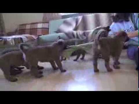 Vite V  x  X'Fedor-a   Pups are 6 weeks old