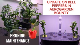 Pruning California Wonder Bell Peppers in Aerogarden Bounty Basic Hydroponics, Maintenance, Growing