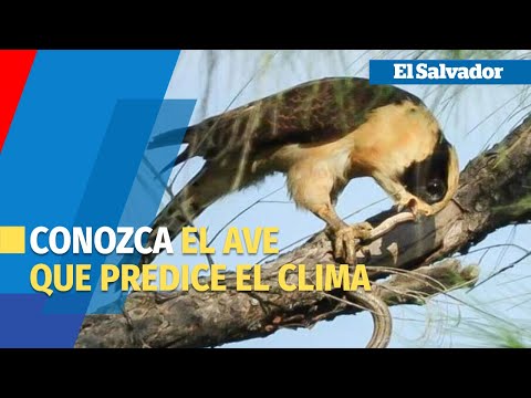 Pajareando: El misterio del guax