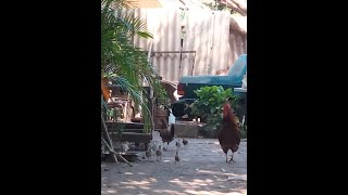 El Gallo Celoso - Joan Sebastián (video letra)