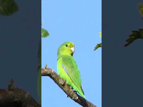 #Tuim #papacu #macho na #natureza #shorts