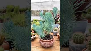 Senecio a suculenta azul