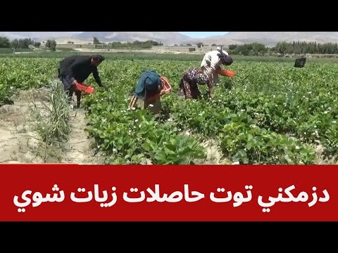 د ځمکنيو توتانو حاصلات زیات شوي دي، دسباون ساحل رپورټ