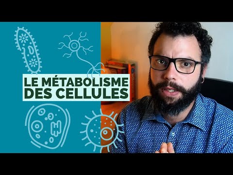 SVT seconde - Le métabolisme des cellules, Partie 1