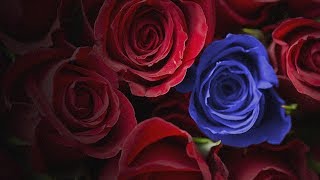 Spodee - Bag (The R.O.S.E.)