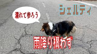 シェルティ】雨降り構わず【フランス田舎暮らし🇫🇷】#犬の散歩 #賢い犬 #犬のいる暮らし #マイペースな犬