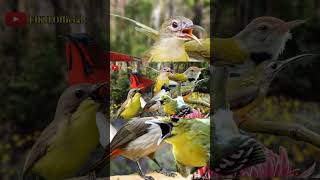 Download lagu Suara Pikat Burung Kecil Susah Turun Paling Ampuh #birds #suarapikatampuh #pikat #burung mp3 Download lagu Suara Pikat Burung Kecil Susah Turun Paling Ampuh #birds #suarapikatampuh #pikat #burung mp3