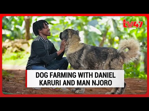 Dog Farming with Daniel Karuri and Man Njoro | Kilimo 47