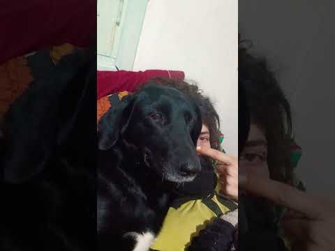 Ns/nc #cordoba #perros #miradacanina #vallehermoso