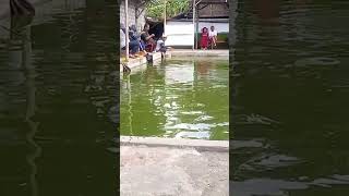 Download lagu mancing tombro #shortsviral #shortsfeed #shortsfyp #shorts mp3