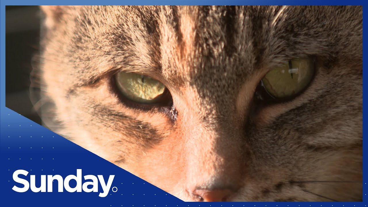 Feral cats ravaging native wildlife in remote parts of Aotearoa