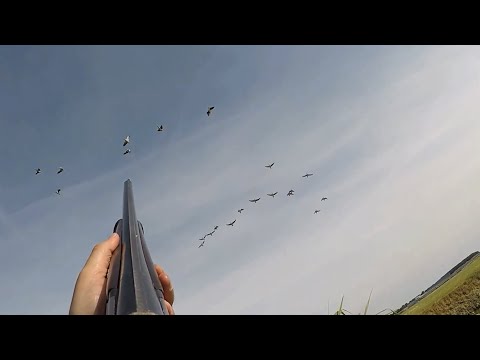 Hunting - Geese, they look like stuka dive bombers