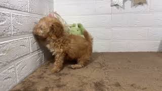 タイニープードルの動画01