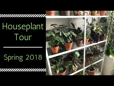 Houseplant Tour | 100+ Houseplants | Spring 2018