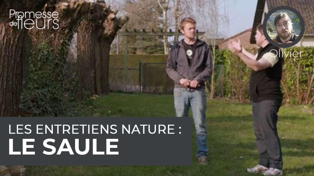 Les entretiens nature : le saule