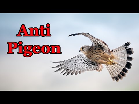 Sounds to scare pigeons away - anti pigeon