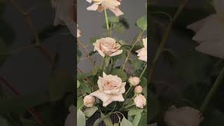 Love nawantiti beautiful flowers whatsappstatus flowers song status flower status song #video#nature