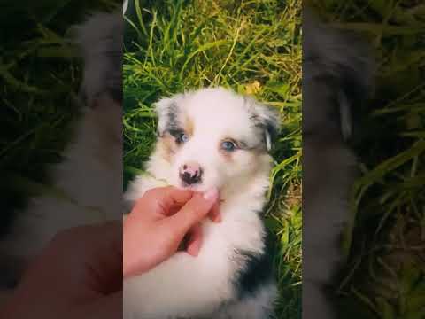 Australian Shepherd puppy for sale
