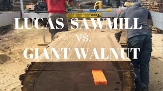 Slabbing a GIANT walnut log using a Lucas Sawmill!!!