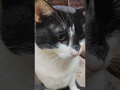 meri masoom cats😻#cat