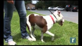 Record Newswatch  July 25, 2012: Alligators in Middletown, NY