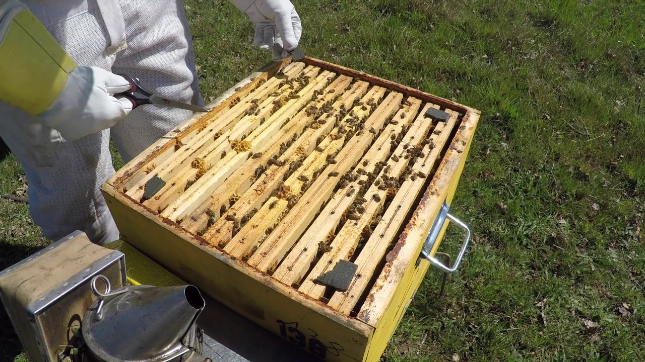 Video for Api Life Var - 100 pack (Contains 200 Wafers) Video for Api Life Var - 100 pack (Contains 200 Wafers)