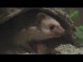 Hedgehogs Home Alone (movie trailer, PEL Film Festival 2013 entry)