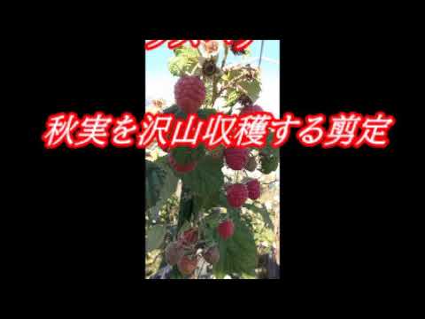 園芸 秋のラズベリーの茂みの世話