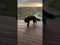 This dog watches the sunset every night ❤️