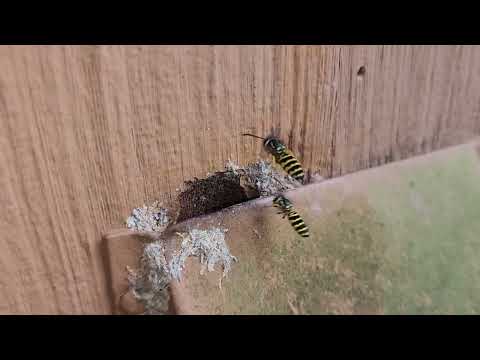 Yellow Jackets Swarming Around Exhaust Vent...