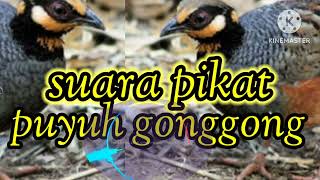 Download lagu suarapikat puyuh gonggong mp3