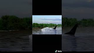 Download lagu kecelakaan pesawat Garuda Indonesia di Bengawan solo mp3 Download lagu kecelakaan pesawat Garuda Indonesia di Bengawan solo mp3