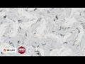 LE SSERAFIM 르세라핌 X ILLIT 아일릿 X KATSEYE 캣츠아이 ICONIC BY MISTAKE Logo Motion