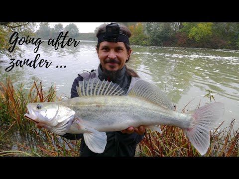 GOING for ZANDER ...