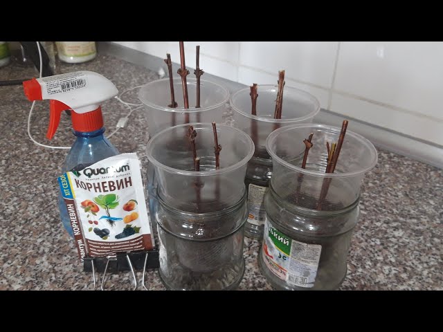 Youtube Video Youtube Video