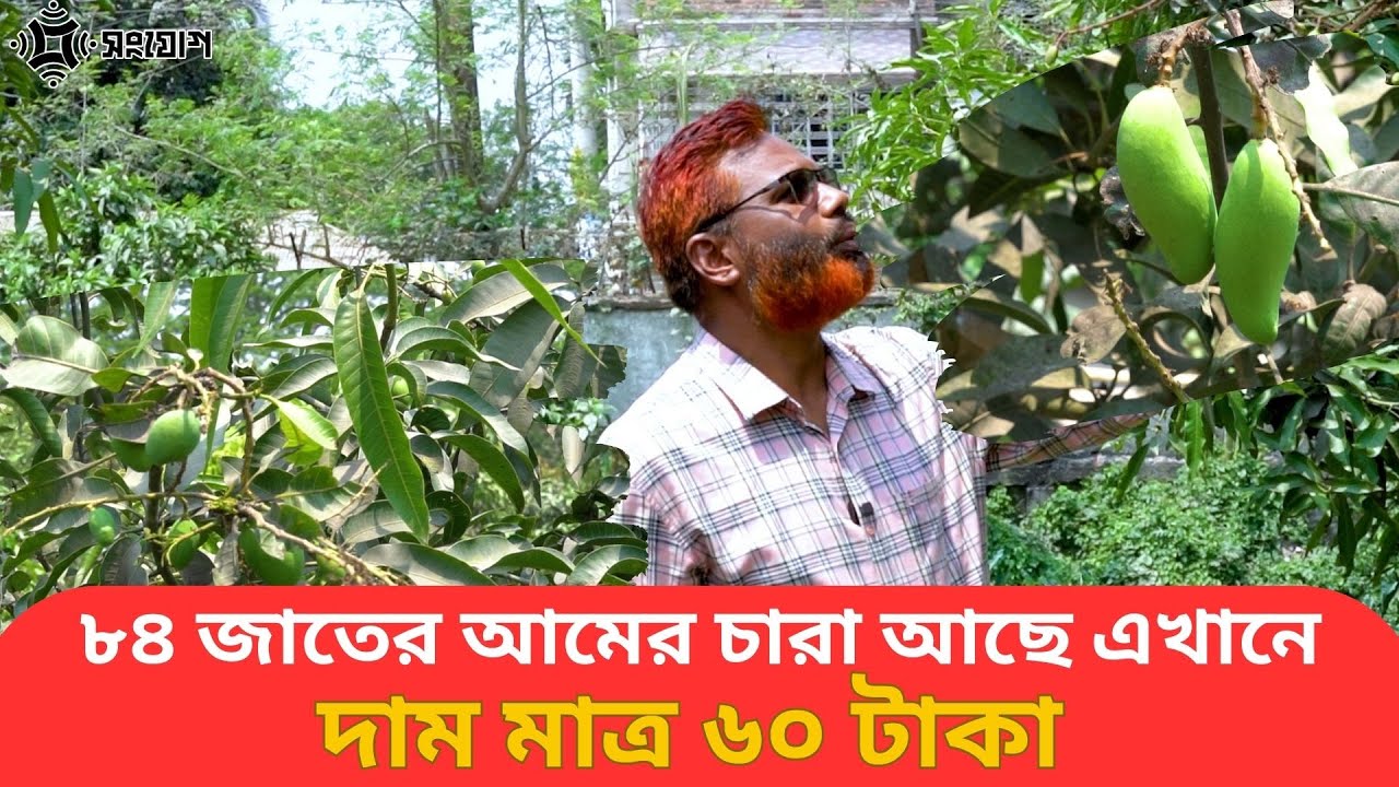 চুরাশি জাতের আমের চারা পাওয়া যাচ্ছে গাইবান্ধা হর্টিকালচার সেন্টারে
