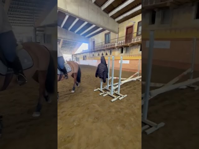 Merrie Bekend ras Te koop 2008 Vos