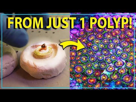 How FAST Do Zoanthids Grow ? From 1 head to a colony in ......