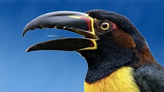 Parece um Tucano, mas não é! Flagrante do Araçari-Castanho em Foz do Iguaçu