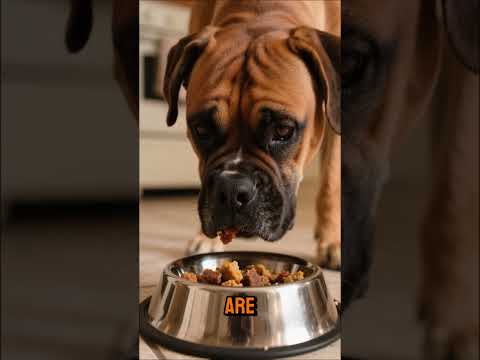 Boxer Dog Care Guide – Everything Owners Need to KnowHow to Care for a Boxer Dog – Training