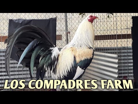 Claret Murphy Grey - L0S COMPADRES FARM