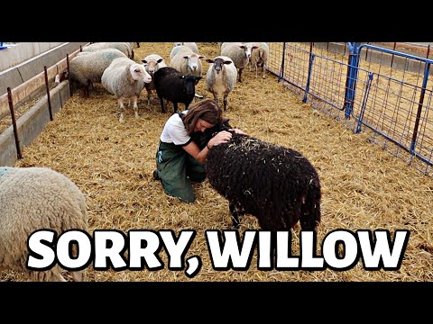 A sad day for Willow. | Vlog 712