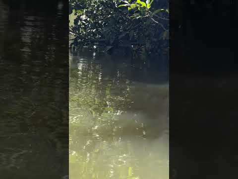 Rattlesnake spotted swimming across river in Cabeceira Grande, Minas Gerais, Brazil